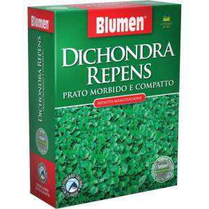 Flowers Dichondra Repens