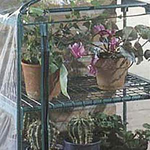 Shelves azalea greenhouse