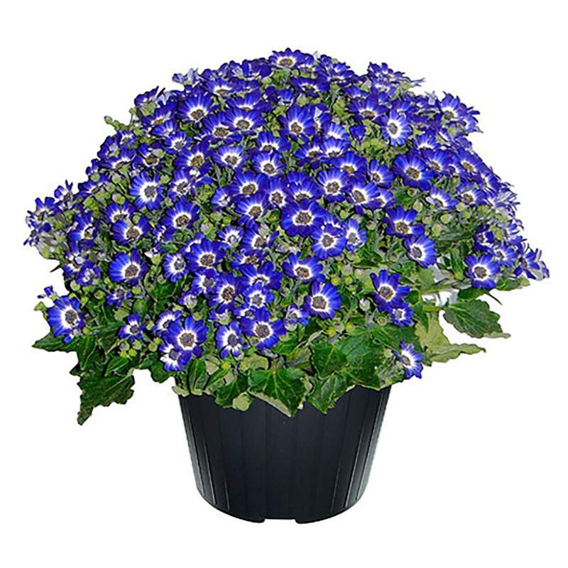 CINERARIA CINERARIA