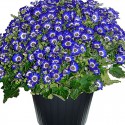 Cineraria vase