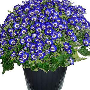 Cineraria vase