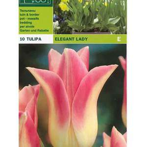 Elegante Lady Tulip