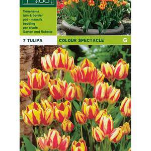 Espectáculo de color tulipán