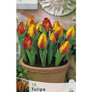 Flair tulipan