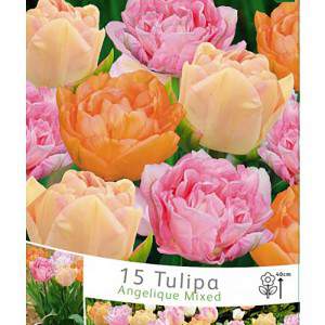 Mistura de tulipa angelique