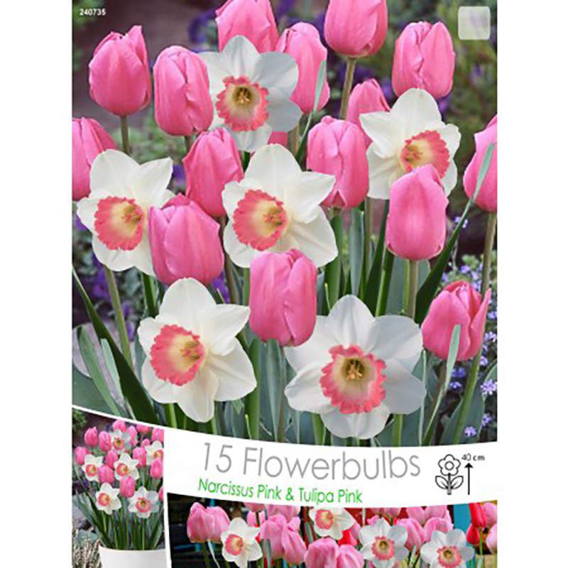 BULBI TULIPA PINK NARCISO PINK CHARM A 15 * 16