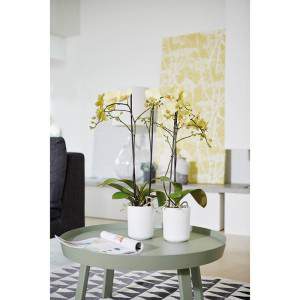 Wysoki biały wazon na orchidee