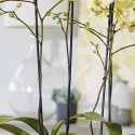 Topf b für weiche Orchidee hochweiß