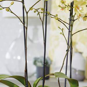 Garnek b do miękkiej orchidei o wysokiej bieli