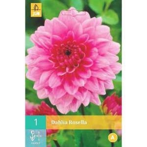 Dahlia rosella