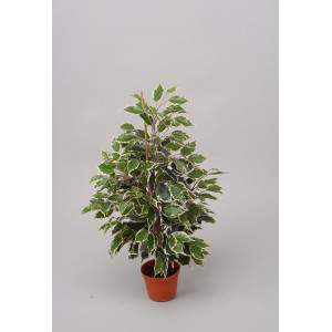 Ficus exotica artificiale