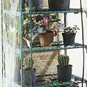Azalea with shelves