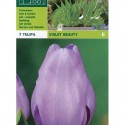 Beauté de violette de tulipe