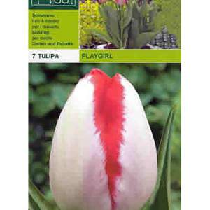 Tulipa brinca de garota