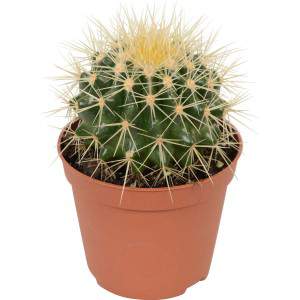 CACTUS GRUSONE VASE 5