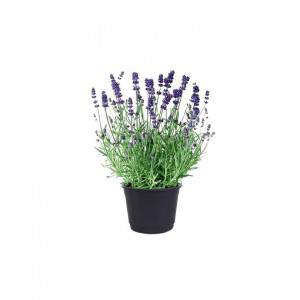 LAVANDA VASO 23