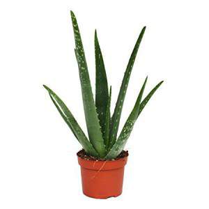 ALOE VERA VASE 12