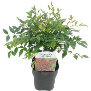 NANDINA GULF STREAM VASE 18