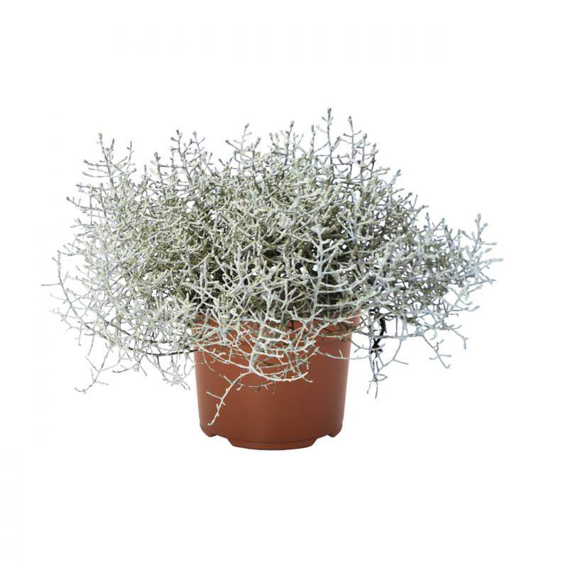 CALOCEPHALUS BROWNII Silber Pflanze Vase 10cm