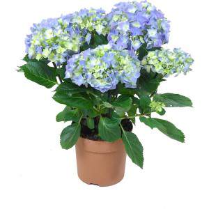 Hydrangea vase 10