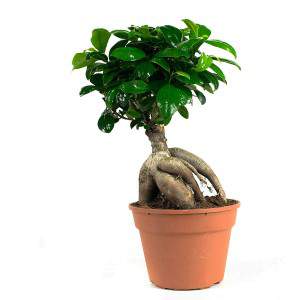 Bonsai Ficus Ginseng 20cm