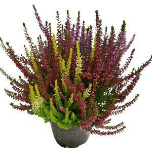 Calluna vulgaris Beauty ladies trios