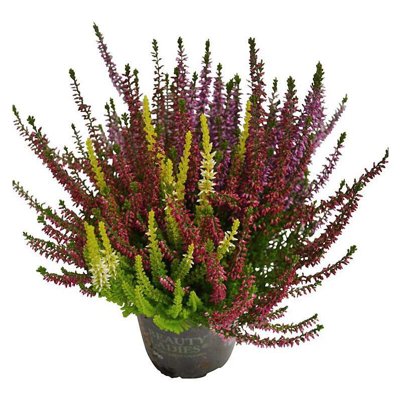 Calluna tricolour vulgaris