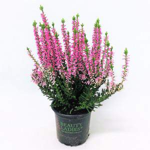 ERICA - CALLUNA BEAUTY LADY pink