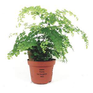 Capelvenere Fern flowerpot 13 cm