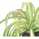 Vase chlorophyllie varié 12 cm