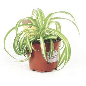 Vase chlorophytum variegatum 12