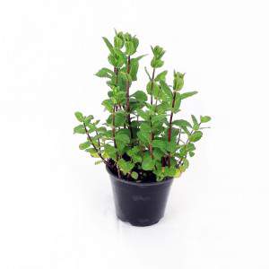 Jarrón marroquí menta spicata 14cm