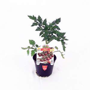 POMODORO BLACK CHERRY