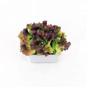 Sanfte Salatmischung Farben