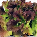Mehrfarbiges Salatblatt