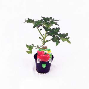 Tomate ronde douce Honey Moon, pot de 10 cm