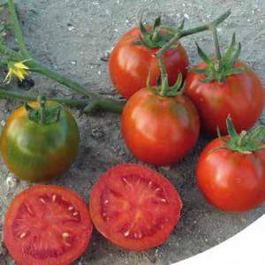 Récolte de tomates douces