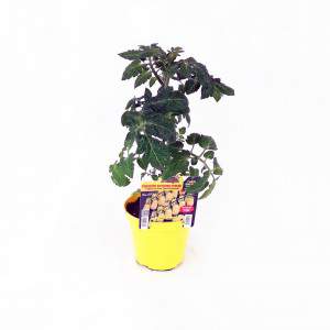 Ivorino cherry tomatoes flowerpot 14 cm