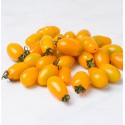 Yellow cherry tomatoes picking