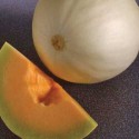 Gładki Melon Kantalupa