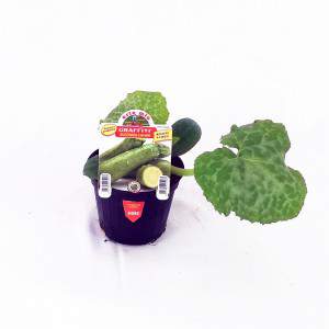 Light courgette from Faenza Graffiti flowerpot 10 cm