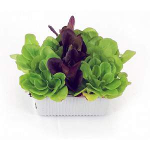 Salanova mix colors lettuce basket
