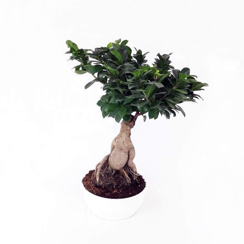 Bonsai Ficus Ginseng ceramic pot 23