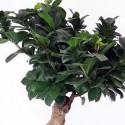 Bonsai Ficus Ginseng ceramic pot