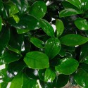 Bonsai Ficus Ginseng hojas
