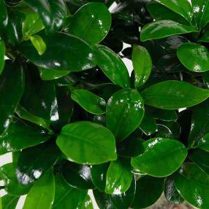 Bonsai Ficus Ginseng foglie