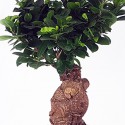 Bonsái Ficus Ginseng 18