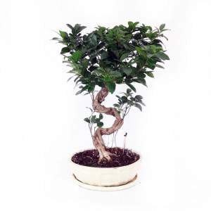 Bonsai Ficus Ginseng ceramic pot 30 cm