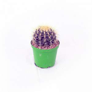 Echinocactus grusonii Flowerpot 10 cm