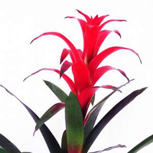 Guzmania lingulata kwiat